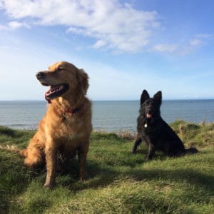 dog walker bideford