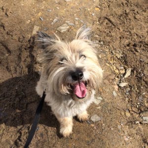 dog walker bishops tawton