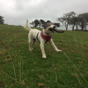 dog walker yelland