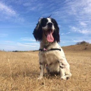 dog walker northam
