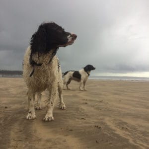 dog walker westward ho