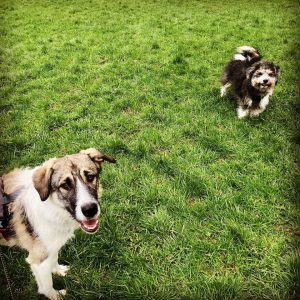 dog walker appledore