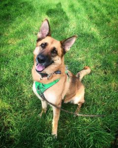 dog walker fremington