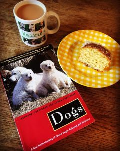 dog walker instow
