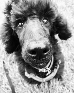 dog walker south molton